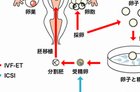 3天鲜胚VS5天囊胚：哪个成功率更高？选对方案才是关键！