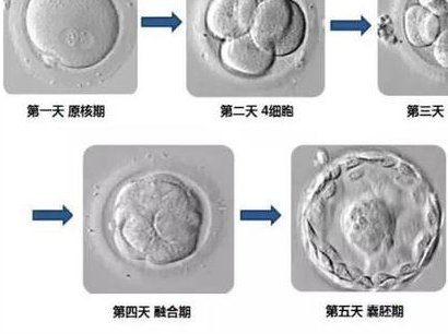四川地区有哪些私立的机构可以做试管技术？2026年生三胎补助2万吗？怎么领？